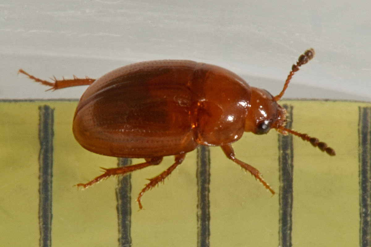 Leiodidae: Leiodes longipes (W.L.E. Schmidt, 1841) (cf)